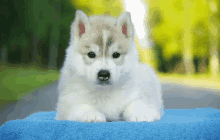 a husky puppy laying on a blue towel looking at the camera