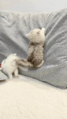 two kittens are playing on a couch and one of them is standing on its hind legs .