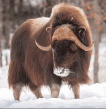 a bison with horns standing in the snow looking at the camera