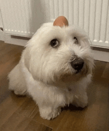 a small white dog with an egg on its head looks at the camera