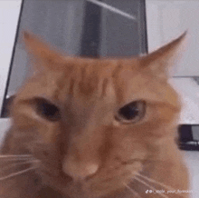 a close up of an orange cat looking at the camera with a serious look on its face .