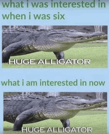 a picture of two alligators with the caption what i was interested in when i was six huge alligator