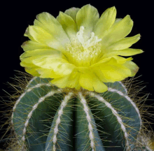 a cactus with a yellow flower on it