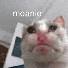 a close up of a cat 's face with the words `` meanie '' written above it .