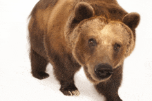 a brown bear is standing on a white background and looking at the camera