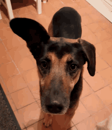 a brown and black dog is looking up at the camera