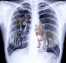 an x-ray of a person 's chest with three puppies standing inside of it