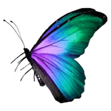 a colorful butterfly with purple , green and blue wings is flying on a white background .