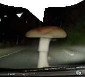 a mushroom is growing out of a car windshield at night