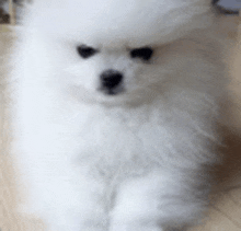 a white pomeranian puppy with black eyes is sitting on a wooden floor .