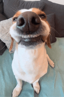 a close up of a dog 's face with its mouth open