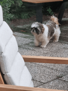 a small brown and white dog is standing on a patio