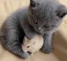 a gray kitten is playing with a white hamster .