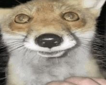 a close up of a fox 's face with a person 's hand touching it .