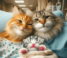 two cats and a kitten are laying next to each other in a hospital bed .