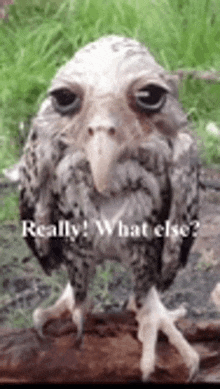 an owl with a beard and a long beak is standing on a rock and looking at the camera .