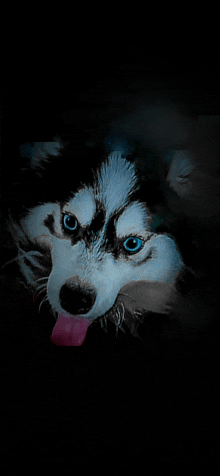 a close up of a husky dog with blue eyes sticking its tongue out