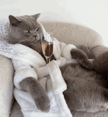 a cat wearing a robe is holding a glass of champagne