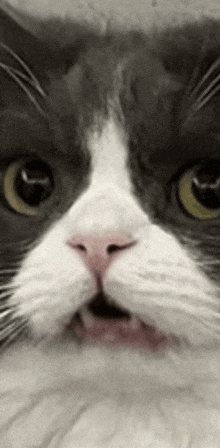 a close up of a gray and white cat with its mouth open and its eyes looking at the camera .