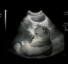 a black and white image of a cat sitting in an ultrasound .