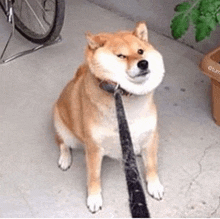 a shiba inu dog on a leash is sitting on the ground .