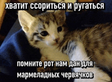 a kitten is laying on a blue blanket with russian writing on it