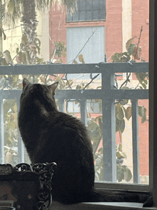 a cat sitting on a window sill looking out a window