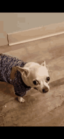 a small white dog wearing a blue sweater is standing on a floor .