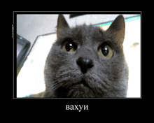 a framed picture of a gray cat with the word vaxyu written below it