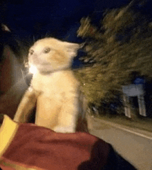 a cat is sitting on a person 's shoulder at night and looking up at the sky .