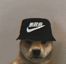 a dog wearing a black nike bucket hat .