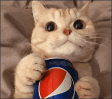 a cat is holding a pepsi can in its paws