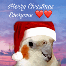 a bird wearing a santa hat with the words merry christmas everyone