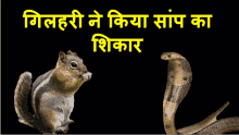 a squirrel and a snake are standing next to each other in a black background