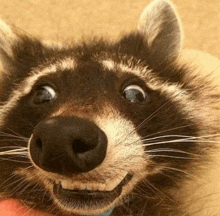 a close up of a raccoon 's face with a surprised look on its face