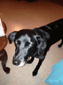 a black dog is laying on a tiled floor