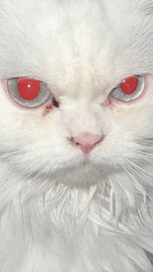 a close up of a white cat 's face with red eyes looking at the camera