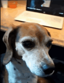 a brown and white dog sitting in front of a laptop computer