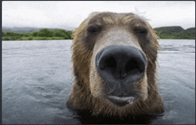 a close up of a bear swimming in a lake