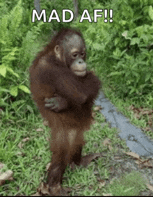 a baby orangutan is standing in the grass with the words `` mad af '' written above it .