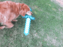 a dog chews on a blue and white pixelated sword in the grass