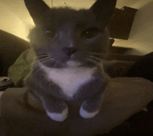 a gray and white cat is sitting on someone 's lap and looking at the camera