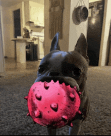 a dog is holding a pink spiked ball in its mouth