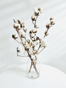 white cotton flowers in a clear glass vase