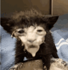 a black and white kitten with a dirty face is eating food from a bowl .