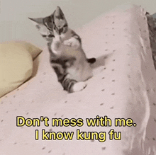 a cat sitting on a bed with a caption that says " don 't mess with me i know kung fu "