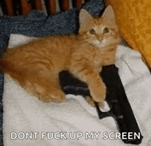 a kitten is laying on a bed holding a gun and says dont fuck up my screen .