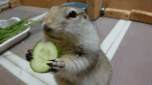 a squirrel is holding a slice of cucumber in its mouth .