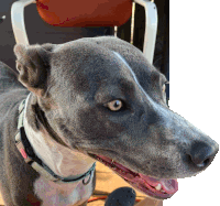 a close up of a dog 's face with a pink collar