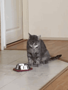 a gray cat sitting next to a bowl of food